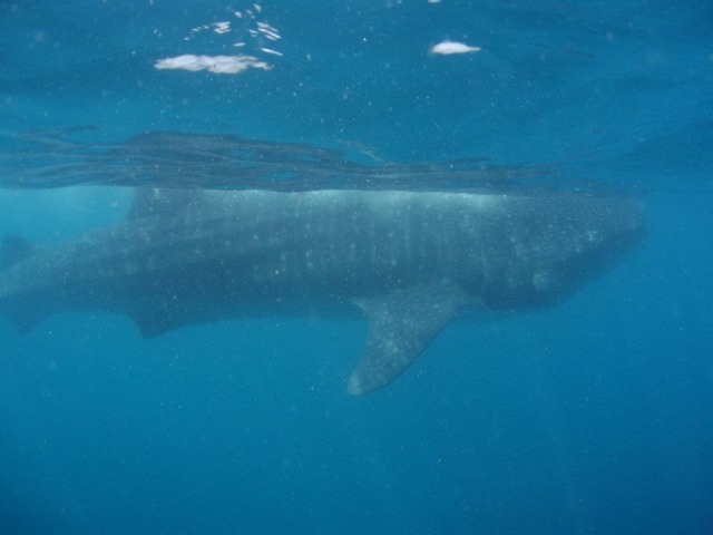  Observation des baleines